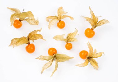 beyaz bitti izole phycalis 