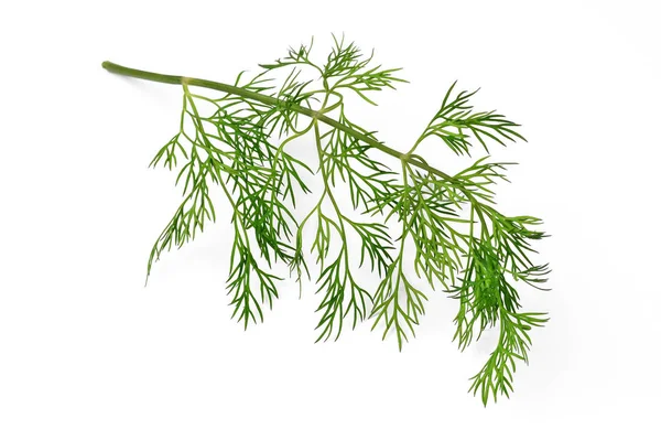 Dill twig isolated over white — Stock Photo, Image