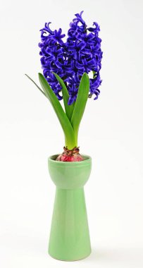 Bahar sümbül sümbül cam