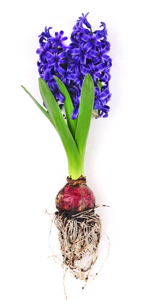 Hyacinth with flower bulb and roots — Stock Photo, Image