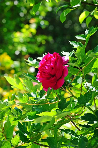 Blühende Strauchpfingstrose im Garten — Stockfoto