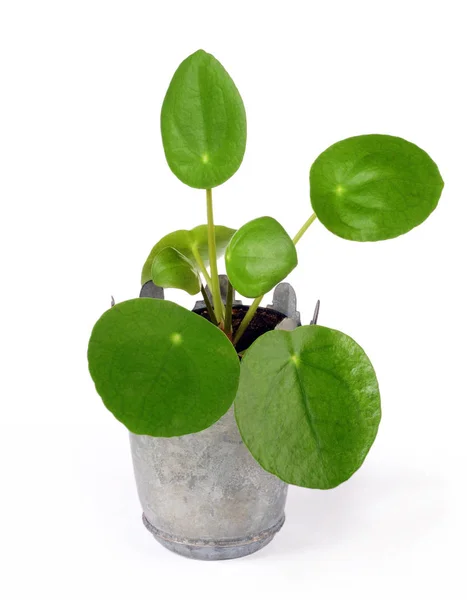 Pilea peperomioides — Φωτογραφία Αρχείου