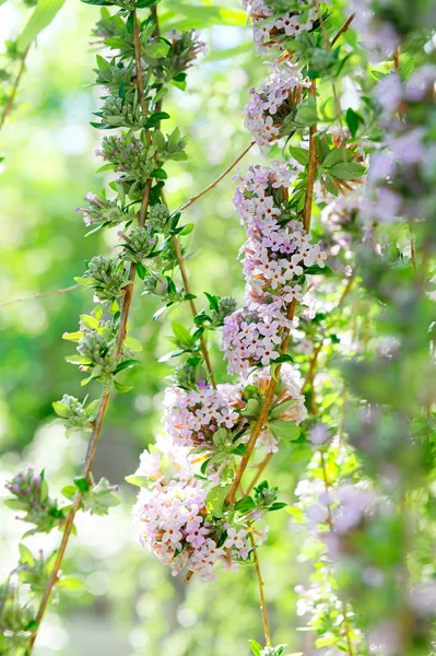 Cascades summer lilac — Stock Photo, Image