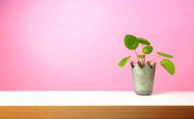 Gözleme bitki, Pilea peperomioides, pembe bir arka plan