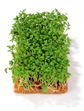 Bahçe beyaz bitti izole cress 