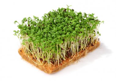 Bahçe beyaz bitti izole cress 