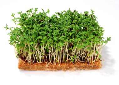 Bahçe beyaz bitti izole cress