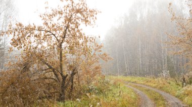 Manzara orman yolu sabah sis sonbahar ağaçların arasında.