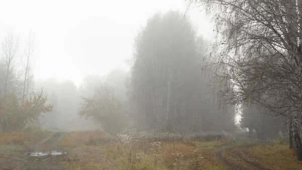 Sonbahar manzara. Sis, ağaçlar arasında bir yol ormanda sabah.