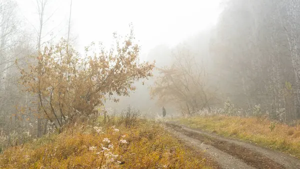 Bir ormanda bir sonbahar puslu bir adam yola bakar.