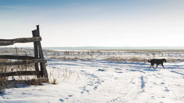Eski bir ahşap çit ve açık mavi gökyüzü karşı bir köpek ile bir kış alanının manzara.