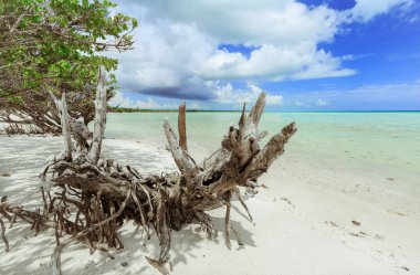 güzel görünümünü mavi gökyüzü arka plan karşı tabiat plaj ve okyanus manzarası muhteşem güneşli Cayo Coco Island, Küba