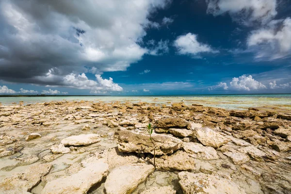Hermosa y hermosa vista de la playa rocosa de piedra tropical y el océano en la isla cubana de Cayo Coco en el soleado día de verano —  Fotos de Stock