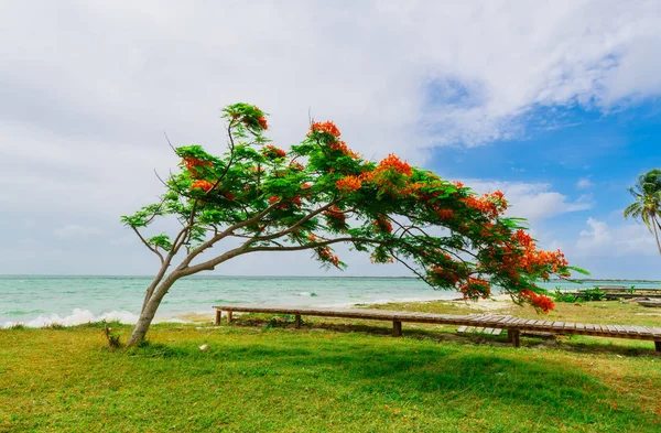 Beautiful view of pretty blooming tree leaning on pier leading toward the beach and ocean — Stock Photo, Image