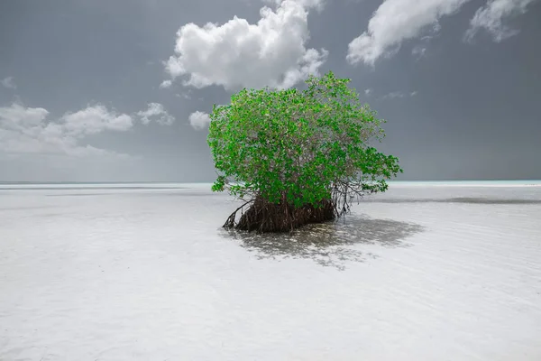 Schitterend mooi monochroom uitzicht op een eenzaam groene boom staande in het water ondiep Oceaan in de buurt van het strand — Stockfoto