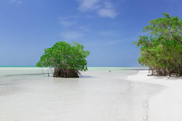 Natural landscape background view of turquoise, tranquil ocean with green trees merging with clear beautiful sky at horizon line — Stock Photo, Image