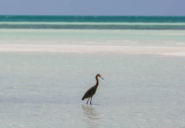 Yalnız kuş okyanusta yürümeye şaşırtıcı görünümü — Stok fotoğraf