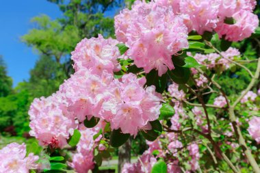 Botanik Bahçesi içinde taze, kabarık çiçek açan ağaç pembe çiçekler güzel davetkar closeup görünümünü