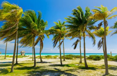 güneşli yaz gününde Küba Cayo Coco Island okyanus manzaralı güzel palm tropikal Bahçe