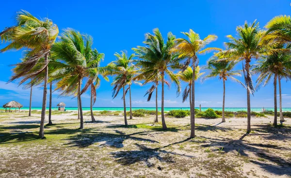 Ganska fin utsikt över tropisk palmbevuxen trädgård leder till stranden och havet på Cayo Coco island, Kuba — Stockfoto