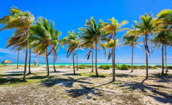 Vrij mooi uitzicht op de tuin leidende tropische palm naar het strand en de Oceaan op eiland Cayo Coco, Cuba — Stockfoto