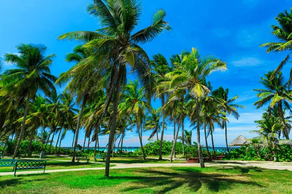 Приглашая красивый вид на тропический пальмовый сад, ведущий к пляжу и океану — стоковое фото