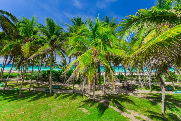 Прекрасный вид на пальмовый сад, ведущий к пляжу, и спокойный бирюзовый океан на голубом фоне неба — стоковое фото
