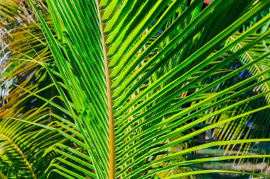  tropikal Bahçe, cayo coco Island, Küba güneş ışınları tarafından yaktı bir doğal yeşil palmiye yaprak görünümünü closeup ayrıntılı