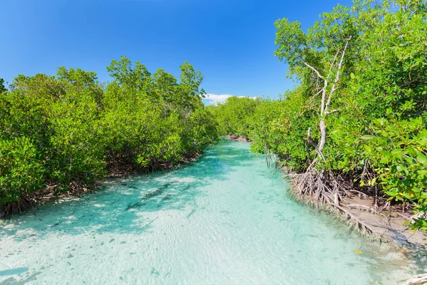 Hermosa vista del río natural del océano turquesa que fluye en el jardín tropical en la isla cubana de Cayo Coco —  Fotos de Stock