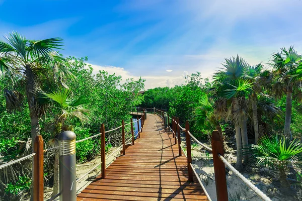 plaj ve okyanus tropikal Bahçe lider tahta köprünün çarpıcı davetkar görünümü 