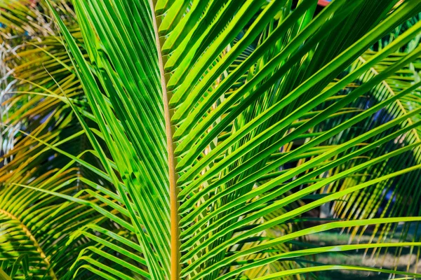 Primer plano vista detallada de una hoja de palma verde natural, iluminada por los rayos del sol en el jardín tropical, isla de cayo coco, Cuba — Foto de Stock