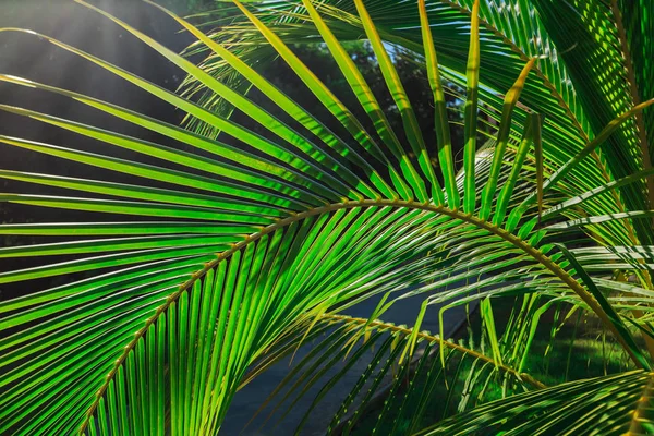 Amazing closeup detailed view of a natural green palm leaf, lit by sun rays in tropical garden — Stock Photo, Image