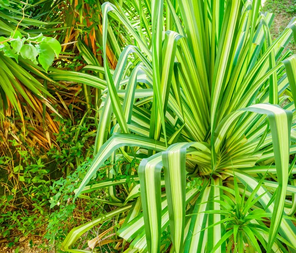 Вид Крупным Планом Красивых Зеленых Декоративных Кустарников Тропическом Саду — стоковое фото