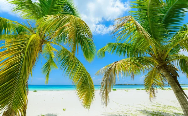 Mooi Prachtig Ontspannen Mooi Uitnodigend Uitzicht Cubaans Wit Zand Tropisch — Stockfoto