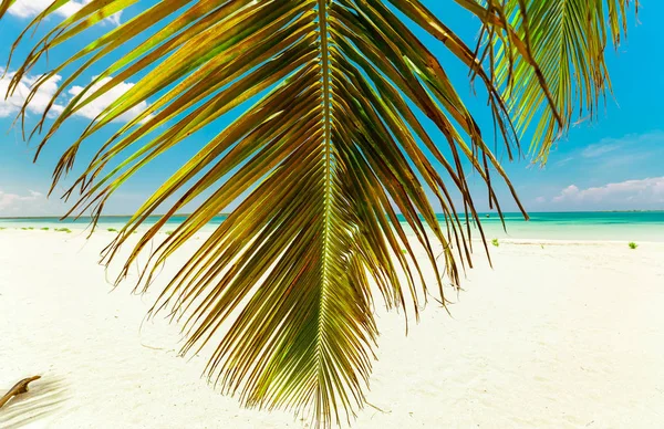 Piękny Wspaniały Relaksujący Ładny Widok Biały Piasek Tropikalnej Plaży Puszystym — Zdjęcie stockowe
