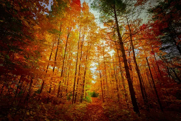 Splendida Splendida Vista Mozzafiato Dell Autunno Stagione Autunnale Foresta Color — Foto Stock