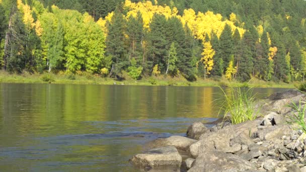 Journée Ensoleillée Automne Premier Plan Rivage Rocheux Rivière Calme Écoulement — Video