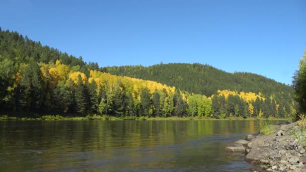 川の銀行で晴れた秋の日 黄金の秋美しい自然 エコツーリズム 穏やかな川や山の森に覆われた 自然の風景 — ストック動画