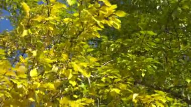 Kavak dalları ve rüzgarda sallanan altın yapraklar. Parkta parlak, güneşli bir sonbahar günü. Doğal güzelliğin tefekkürü. 4K videoyu kapat