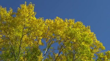 Mavi gökyüzünün arka planında sarı yapraklar olan kavak dalları. Parkta parlak, güneşli bir sonbahar günü. Doğal güzelliğin tefekkürü. 4K video