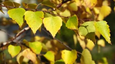 Altın yapraklı huş dalları rüzgarda sallanıyor. Parkta parlak, güneşli bir sonbahar günü. Doğal güzelliğin tefekkürü. 4K videoyu kapat