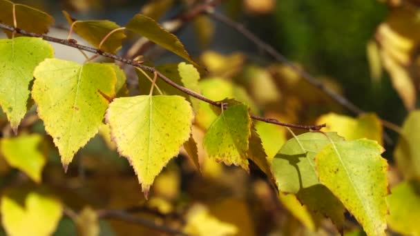 有金黄叶子的桦树枝条在风中摇曳 公园里阳光灿烂的秋日 自然美的升华 关闭慢动作视频 — 图库视频影像