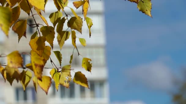 城市房屋背景上有黄叶的桦树枝条 城市公园里阳光灿烂的秋日 关闭慢动作视频 — 图库视频影像