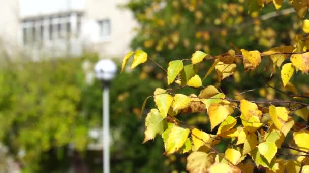 城市房屋背景上有黄叶的桦树枝条 城市公园里阳光灿烂的秋日 关闭慢动作视频 — 图库视频影像