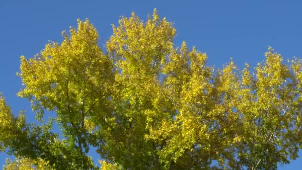 Ramas Álamo Con Hojas Amarillas Sobre Fondo Del Cielo Azul — Vídeo de stock