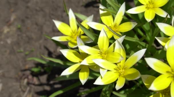 チューリップ タルダ 花壇に野生のチューリップを咲かせます 美しい黄色の春の花 ビデオを閉じます — ストック動画