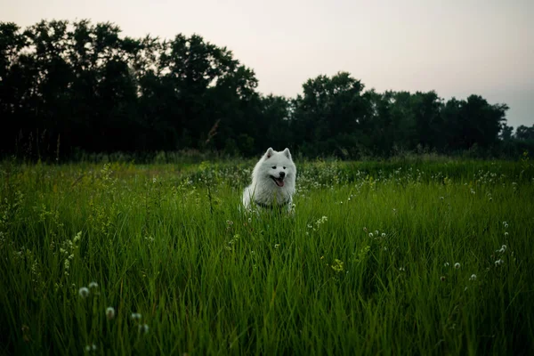 Un chien blanc se tient dans un champ d'herbe verte — Photo