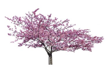 Japanese sakura, full blooming pink cherry blossoms tree isolated on white background. clipart