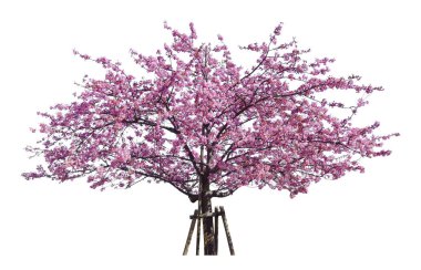 Japon sakurası, çiçek açan pembe kiraz ağaçları beyaz arka planda izole edilmiş..