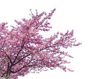 Japon sakurası, çiçek açan pembe kiraz ağaçları beyaz arka planda izole edilmiş..